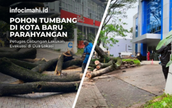 Hujan Angin Terjang Kota Baru Parahyangan, Pohon Besar Tumbang di Depan Bank BCA dan Area Perkantoran